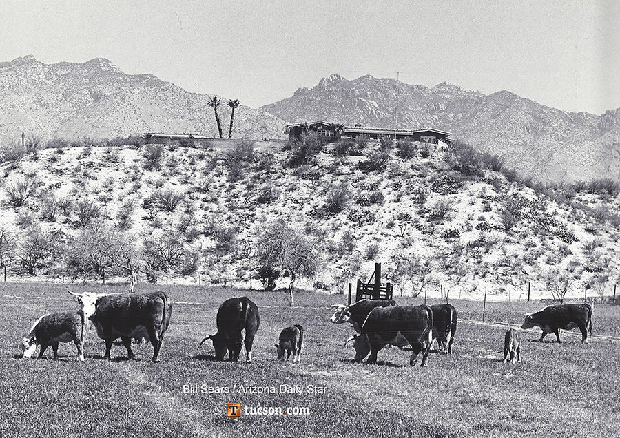 1964 Tucson home photos: Herefords are pride of ranch